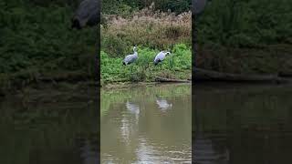 Storks at Slimbridge WWT [upl. by Yrreg]