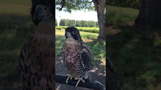 🦅 Blackjack the Gyrfalcon FalconFalconryBirdNatureExploreshortsviralsubscribetrendingNCVNT [upl. by Omer]