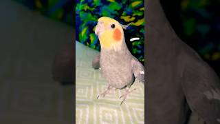 Cockatiel Jack trying to copy sound cockatiel birds shorts [upl. by Ralina308]