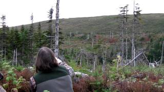 Newfoundland Moose Hunt  Mountain Top Outfitters Part 1 [upl. by Akla]