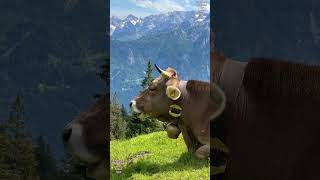 Brown Swiss  Murnau Werdenfelser cows in the alps braunvieh brownswiss murnauwerdenfelser rind [upl. by Lagasse]