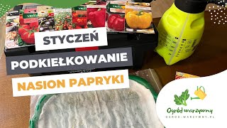 Wysiew papryki w styczniu  Podkiełkowanie nasion papryki i pomidorów [upl. by Murrah]