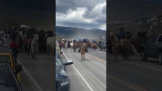 Multiple Horse Riders Herding Horses on a Main Road [upl. by Nauqram]