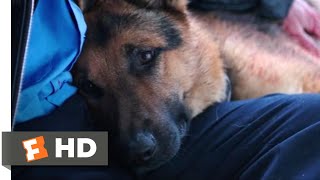 12 Best Dog Movies of all time [upl. by Peonir495]