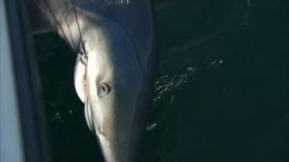 Crazy Blue Shark Fishing Block Island Rhode Island [upl. by Letniuq]