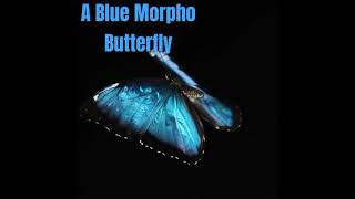 A blue morpho butterfly [upl. by Shu]