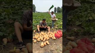 Rural Farmer Harvesting Lots of Sweet Pumpkin 🎃  Amazing farming shorts pumpkin youtubeshorts [upl. by Clynes]