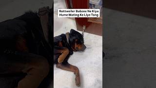 Rottweiler Bubzee Ka Ro Ro Ke Haalat Kharaab Ho Gayi shorts dogs rottweiler [upl. by Eiloj]