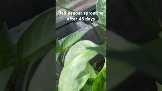 Bellpepper sprout 🌱 youtubeshorts garden gardening vegetables plants farming youtube like [upl. by Ledda360]