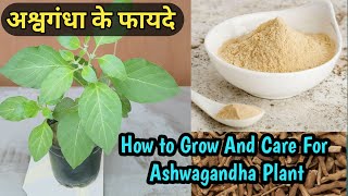 Benefits of Ashwagandha  Withania Somnifera   How to Grow And Care For Ashwagandha Plant [upl. by Brandy]