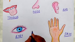 how to draw sense organs in easy way I how to draw sense organs step by step I how to draw sense [upl. by Ivanah]