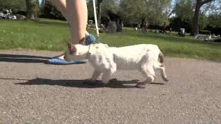 Tommy Zoom the siamese kitten takes a walk on his lead [upl. by Yenettirb]