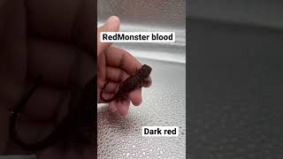 Dark red pogona vitticeps bearded dragon Red Monster blood [upl. by Gianna242]