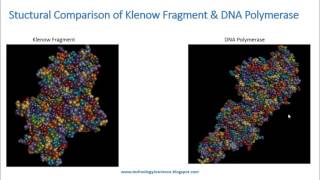 Klenow Fragment Structural Comparison Analysis and Applications [upl. by Perrie]