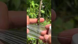 Grafting process🌿agriculture gardening homegarden shortsfeed shortsviral tree garden farming [upl. by Borgeson]