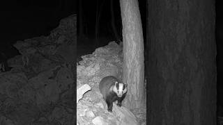 Un tasso incuriosito dalla fototrappola trailcam animali fototrappola shorts [upl. by Vasos]