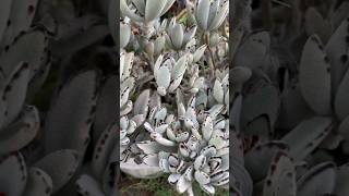 Kalanchoe Tomentosa Panda Plant garden [upl. by Basset]