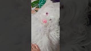 Khoobsurat twacha ka raaz😂🐾 dogshorts pets dogbreed shihtzu kidfunnyvideo kidsvideo kidssong [upl. by Eekaz]