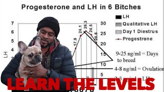 How to learn to read progesterone levels for the best breeding outcomes [upl. by Doniv771]