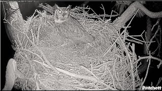 SWFL Eagles  Male Great Horned Owl Hooting On M15 amp F23s Nest 📣 101324 [upl. by Ulane707]