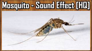 Mosquito  Sound Effect HQ [upl. by Row874]