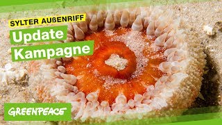 Kampagnenupdate Meeresschutzgebiete 1 [upl. by Annaerb592]