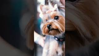 Yorkshire Terrier quotYorkiequot  Profiles  THE PET PACT [upl. by Aremus]