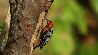 棕腹啄木鳥 Rufousbellied Woodpecker part 1 [upl. by Morville189]