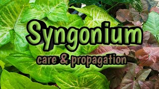 5 varieties of SyngoniumArrowheadplantAfrican evergreenSyngoniumplant careamppropagation Malayalam🌱 [upl. by Abana867]