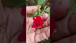 BUD TO FLOWER JOURNEY shorts flowers garden nature redrose houseplants homegarden [upl. by Deehan]