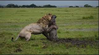 Lion Digs Up a Warthog [upl. by Wetzel]