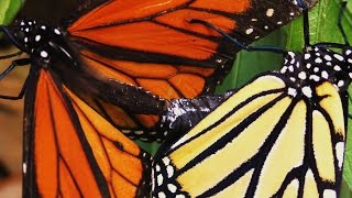 Monarch Butterflies Mating FYV [upl. by Ainola720]