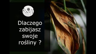 6 najczęściej popełnianych błędów w uprawie roślin domowych [upl. by Evania522]