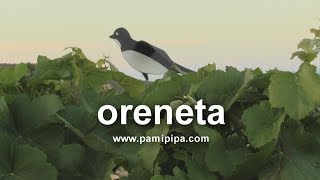 Oreneta 【Vídeo·Clip·Petit·✿】 [upl. by Herstein179]