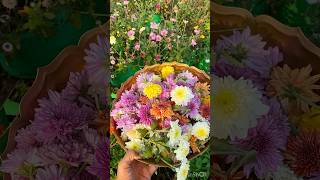 My garden flowers karthikamasam myflowergarden myterracegardenflowers ytshorts shorts flowers [upl. by Notak]