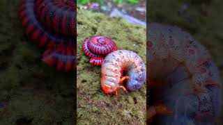 millipede larvae sleeping during the day short millipede [upl. by Hole916]