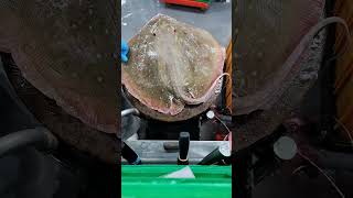 watch my live removing stingray skin [upl. by Aisyat119]