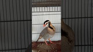 Giant Chakor Maskati chakor Arabian Partridge  titar ki awaz chakur teetar pets beautifulbirds [upl. by Funch]