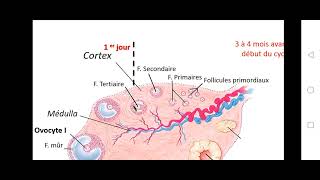 Bac math et sc  SVT  EP15  le cycle ovarien [upl. by Kandy219]