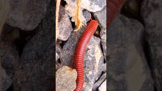 Millipedes 007 2millipede frog nature babyanimals [upl. by Sinaj]