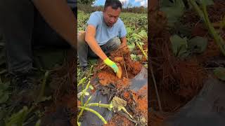 এই লোকটা সূর্যমুখী ফুলগুলো এভাবে খাচ্ছে কেন  ফুল নয় ফুলের মত দেখতে মাটির তলাতে আসল জিনিস soil [upl. by Airetnohs]