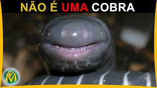 NÃO É COBRA esse anfíbio tem uma mordida poderosa  Siphonops annulatus ou Cecílias [upl. by Nhguahs]