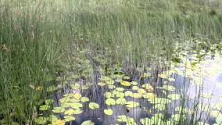 BOBIJA  CRNA GORA  SKADARSKO JEZERO  MONTENEGRO [upl. by Kristen810]