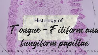 Histology of Tongue  Filiform and fungiform papillae Step by step drawing with description [upl. by Akirahc]