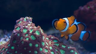 Feeding the Live Coral Tank [upl. by Yevrah]