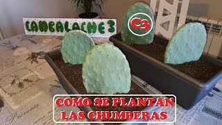 COMO SE PLANTAN LAS CHUMBERAS EN UNA JARDINERA [upl. by Acisse767]