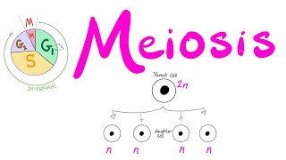 Meiosis  Cell Division  Biology Series for MCAT DAT GSCE ACT SAT AP Biology [upl. by Perl776]