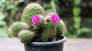 Mammillaria or fishhook cactus propagation by dividing the pups [upl. by Ylenaj468]