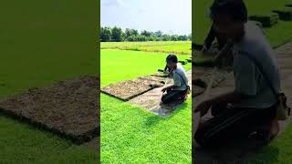 Lawn mowing process persimmon farm shorts [upl. by Adleme838]