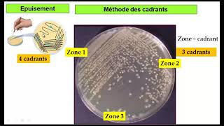 vidép 6 TP Microbiologie  Ensemencement dans un milieu solide par épuisement [upl. by Geraud]